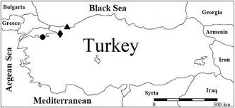 Attēlu rezultāti vaicājumam “Dicranella staphylina”