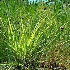 Attēlu rezultāti vaicājumam “Carex capillaris fruit”