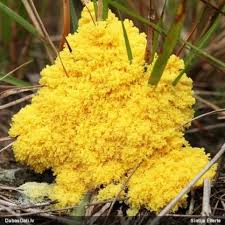 Attēlu rezultāti vaicājumam “Fuligo licentii”