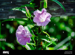 Attēlu rezultāti vaicājumam “Calystegia inflata flower”
