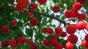 Attēlu rezultāti vaicājumam “Cerasus”