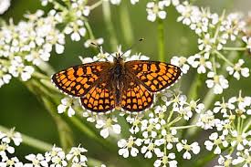 Attēlu rezultāti vaicājumam “Mellicta athalia underside”