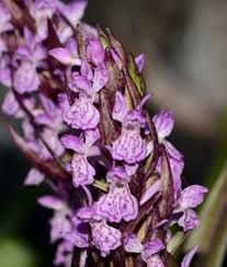 Attēlu rezultāti vaicājumam “Dactylorhiza cruenta”