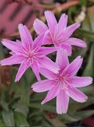 Image result for Bitterwurz