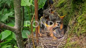 Attēlu rezultāti vaicājumam “Turdus merula nest”