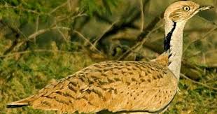 Image result for Chlamydotis macqueenii