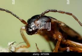Attēlu rezultāti vaicājumam “Forficula auricularia female”