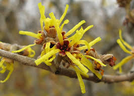 Attēlu rezultāti vaicājumam “Hamamelis mollis”