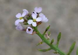 Attēlu rezultāti vaicājumam “Cakile maritima subsp. baltica flower”