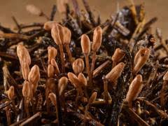 Attēlu rezultāti vaicājumam “Trichia ambigua spores”