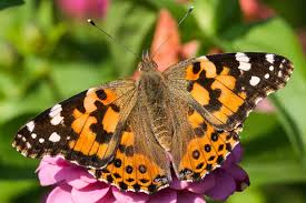 Attēlu rezultāti vaicājumam “Vanessa cardui upperside”