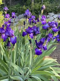 Image result for Iris