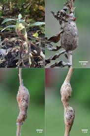 Attēlu rezultāti vaicājumam “Aulacidea hieracii”