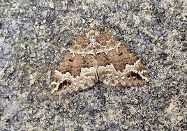 Attēlu rezultāti vaicājumam “Lampropteryx suffumata”