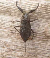 Attēlu rezultāti vaicājumam “Nepa cinerea nymph”