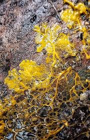 Attēlu rezultāti vaicājumam “Physarum murinum”