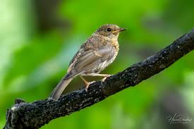 Attēlu rezultāti vaicājumam “Erithacus rubecula juvenile”