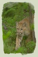 Image result for Craigmount Cougars