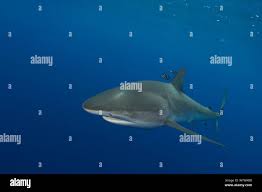 Image result for Carcharhinus obscurus
