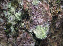 Attēlu rezultāti vaicājumam “Arthonia spadicea”