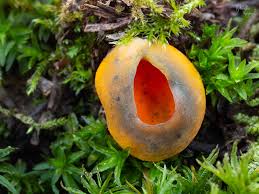 Attēlu rezultāti vaicājumam “Caloscypha fulgens”