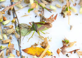 Attēlu rezultāti vaicājumam “Acanthosoma haemorrhoidale”