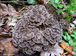 Attēlu rezultāti vaicājumam “Grifola frondosa”