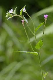 Attēlu rezultāti vaicājumam “Epilobium montanum leaf”