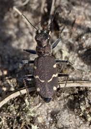 Attēlu rezultāti vaicājumam “Cicindela sylvatica”