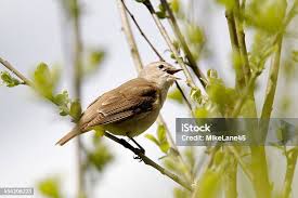 Attēlu rezultāti vaicājumam “Sylvia borin”