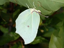 Attēlu rezultāti vaicājumam “Gonepteryx rhamni male”