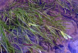 Attēlu rezultāti vaicājumam “Potamogeton lucens leaf”