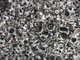 Attēlu rezultāti vaicājumam “Megalaria grossa”