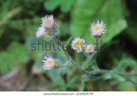 Attēlu rezultāti vaicājumam “Erigeron acris flower”