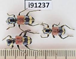 Attēlu rezultāti vaicājumam “Cleridae”