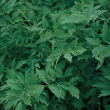 Attēlu rezultāti vaicājumam “Levisticum officinale leaf”