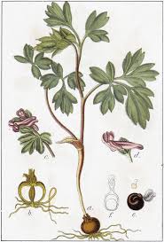 Attēlu rezultāti vaicājumam “Corydalis intermedia flower”