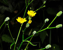 Attēlu rezultāti vaicājumam “Lapsana communis bud”