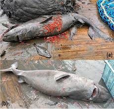 Image result for Somniosus microcephalus