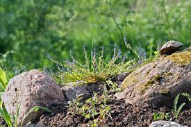 Attēlu rezultāti vaicājumam “Polygala amarella”