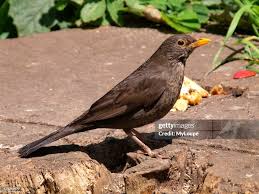 Attēlu rezultāti vaicājumam “Turdus merula female”