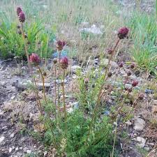 Attēlu rezultāti vaicājumam “Poterium sanguisorba”