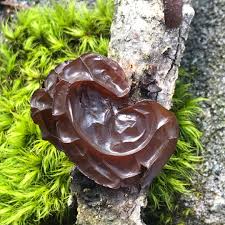 Attēlu rezultāti vaicājumam “Exidia cartilaginea”