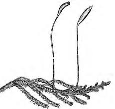 Attēlu rezultāti vaicājumam “Saelania glaucescens sporophyte”