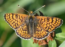 Attēlu rezultāti vaicājumam “Melitaea cinxia”