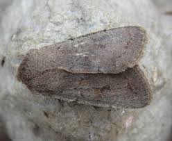 Attēlu rezultāti vaicājumam “Orthosia opima”