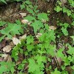 Attēlu rezultāti vaicājumam “Mycelis muralis leaf”