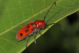 Attēlu rezultāti vaicājumam “Monochamus urussovi”