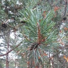 Attēlu rezultāti vaicājumam “Pinus sylvestris var. turfosa”