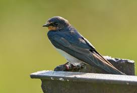 Attēlu rezultāti vaicājumam “Hirundo rustica juvenile”